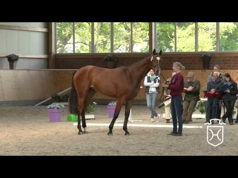 IZ10 Holsteiner Stute Estara von Castelan II   Casall   Acord II   Athlet Z