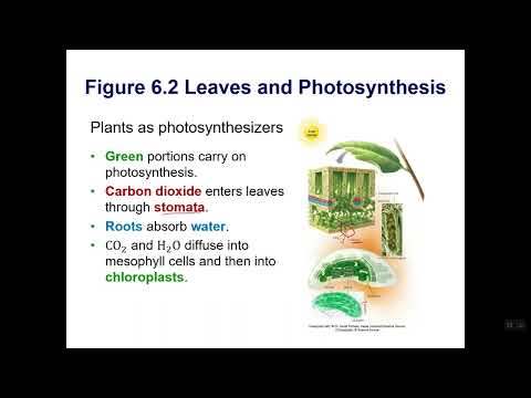 Chapter 6  Energy for Life