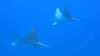 preview picture of video 'Eagle Rays in Dominica'