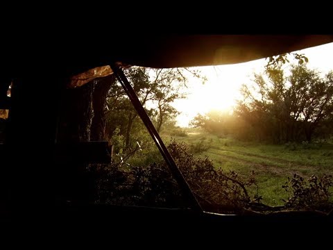 Hunting Whitetail Deer Out of Pop Up Blinds