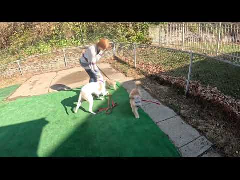 WMK9-Well Mannered K9 LLC video.