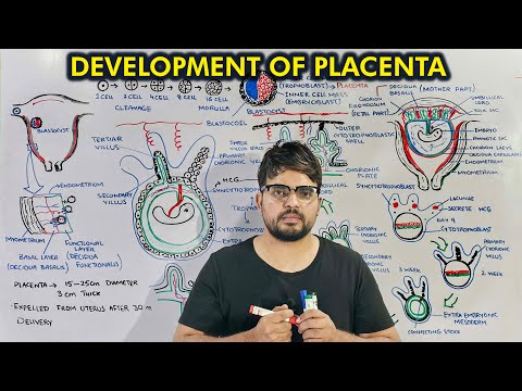 Development Of Placenta