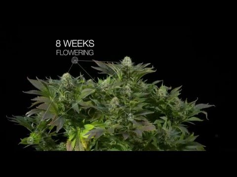 White Widow feminized marijuana strain by Dinafem Seeds 4K