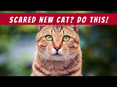 25 Tips to Help Your Scared Cat Adjust to Their New Home