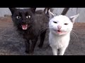 Very Hungry Cats Meowing Loud