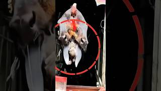 One Body Tow Head Cow #shorts #youtubeshorts #trending #ytshorts #animals