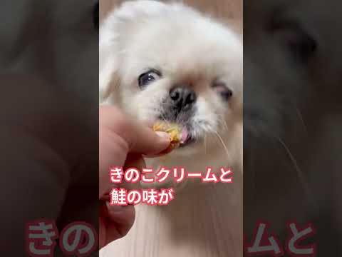 デニッシュ・チコ🐶 #和洋女子大学 #犬  #パン大好き人間 #千葉グルメ #京成線