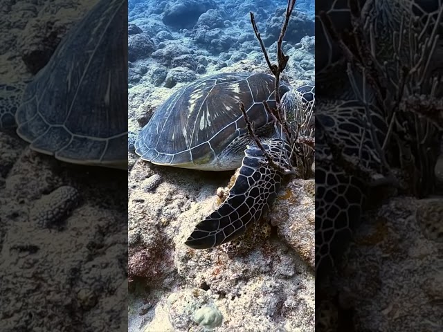 ダイブハウスマンタ石垣島