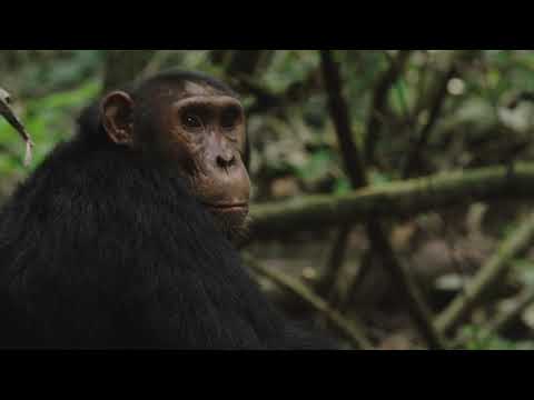 Volcanoes Safaris Kyambura Gorge Lodge 2019