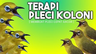 Download lagu 🔴 LIVE Terapi Pleci Ombyokan Menaikan Emosi Pleci mp3 Download lagu 🔴 LIVE Terapi Pleci Ombyokan Menaikan Emosi Pleci mp3