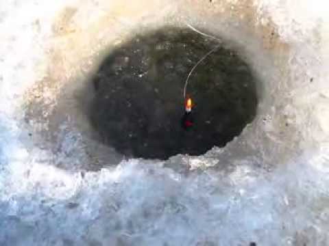 Tuszynek zimowe zawody - Carp Team Trójmiasto