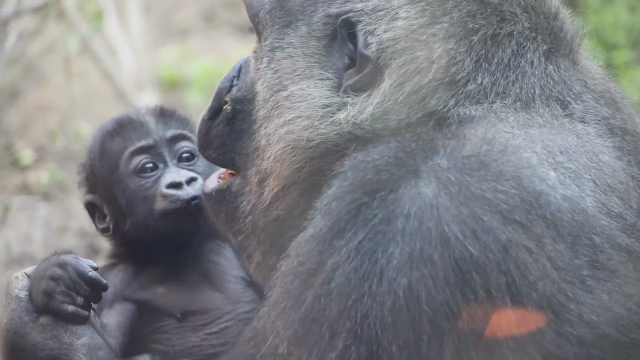 キンタロウがゲンキママから貰ったものは？大混雑のゴリラ舎｜京都市動物園｜撮影日2026.4.2｜【きょうのゴリラ】