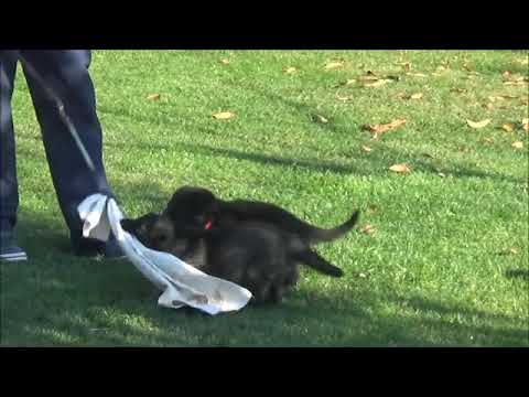 Litter "I" Zde-Sko - 5,5 weeks