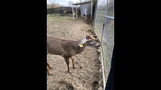 Shed buck grunt snort wheezing