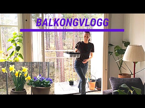 Vlogg: Balkong - städning och plantera hosta / funkia i kruka