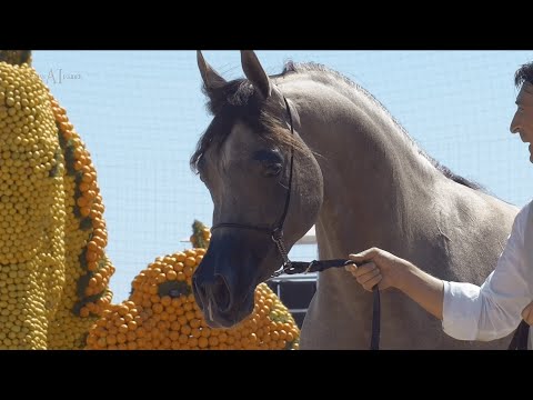 🌺 D BEISAN 🌺 Junior Fillies Contender, 2022 MENTON