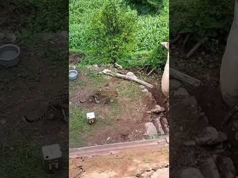 Live Leopard Rescued||#shorts #leopard #leopardrescue #wildlife #wildanimals #rescue