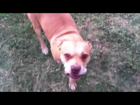 Cooking Hoffy Bacon Wrapped Hot Dogs Over My Fire Pit