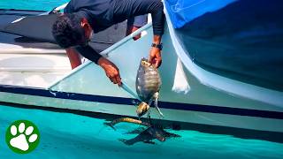 Download lagu Hero rescues baby turtle from a terrible fate 🙏 mp3