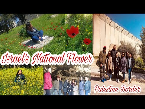 KALANIT IN BETHANY(AL AZARIYA) AND THE PALESTINE BORDER | PARADISE IN EAST JERUSALEM
