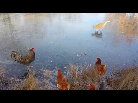 Chickens and Kittens Play Together on a Frozen Lake