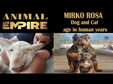 Animal Empire / Dog and Cat age in human years / Mirko Rosa