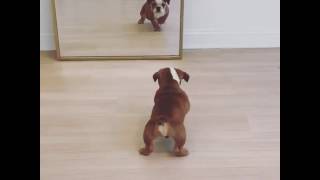 animales  bulldog tiene miedo del espejo
