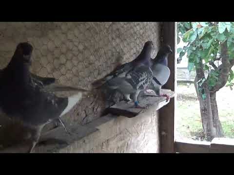 Pigeon fancier Mr. Dragan Mircea Baleni Dambovita Romania females reproduction August 23, 2025