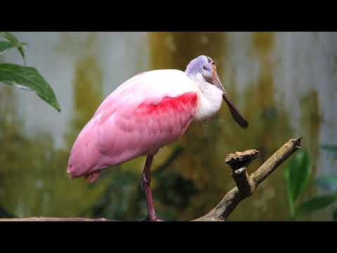 VidÃ©o du sÃ©jour