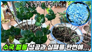 수국 월동 잘하는 품종이 따로 있네요!! 수국 월동 완벽 레시피!!