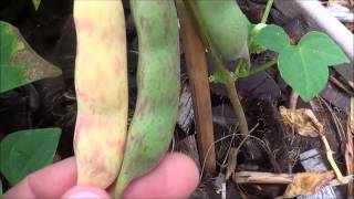 Growing and harvesting pinto beans, growing pinto beans