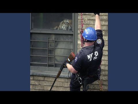 Video thumbnail for Leopards