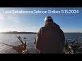Lake Sakakawea Salmon Strikes 9.15.2024