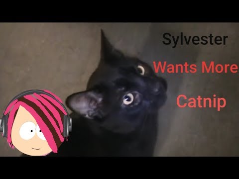 VICTORIA LOVESGAMES REACTS: Talking Kitty Cat 8 - Catnip Addiction Help!