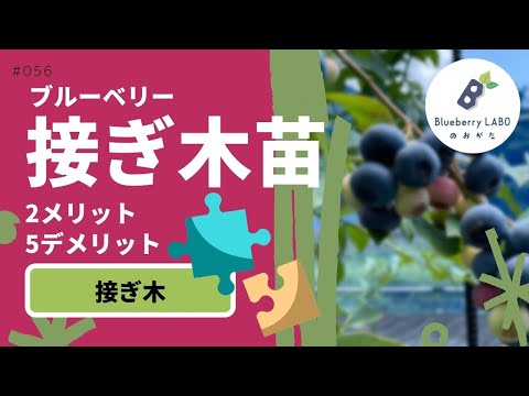 園芸 ブルーベリーの利点