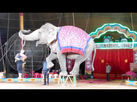 Apollo Circus Elephant with Girl Romance Dance of India