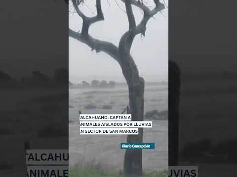 🔴 Las consecuencias del sistema frontal también afectan a los animales.