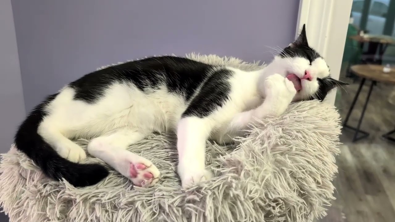 Enlarge Ross, an adopted Tuxedo in Bonaire, GA video 6/6