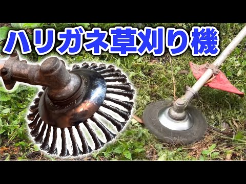 海草草原は「短い草原」になる