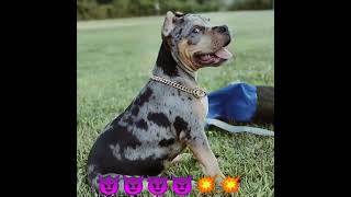 top quality am bully and pitbulls 👿💥😈💥👿⚡⚡🔥🔥