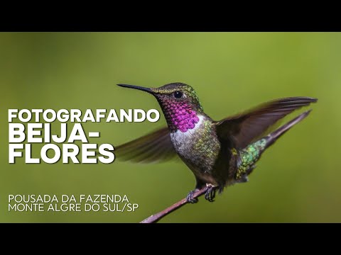 FOTOGRAFANDO BEIJA-FLORES / POUSADA DA FAZENDA - MONTE ALEGRE DO SUL/SP