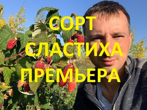 Малина Сластиха премьера сорта.