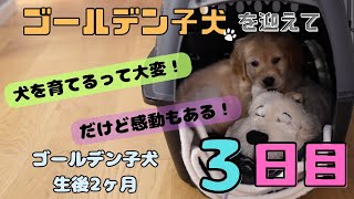 ゴールデンレトリバーを迎えて3日目！犬を育てるって大変！　だけどそこに感動もある！＃4