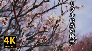 リソルの森の梅林 2024