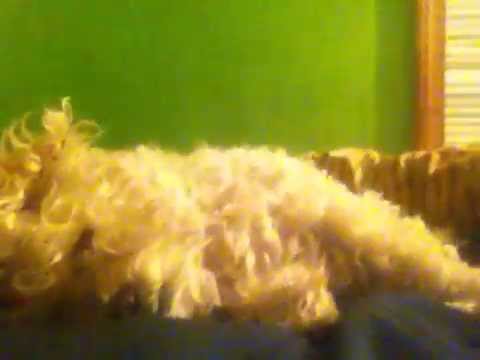 Day 74 (1-19-15) I Brokeded My Kneecap!