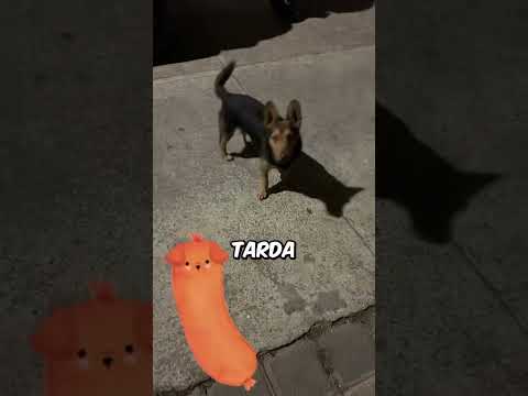 Mezclas de perros que NO sabías que existían