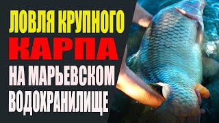 Ловля крупного карпа на реке ингул