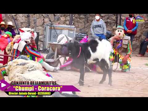 LLAMERITOS CHUMPI CORACORA EN S S SACRACA 2022 Parinacochas Ayacucho 2022
