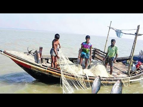 Amazing Fast Hilsa Fishing Skill  Catching Hilsa Fish Big on The Sea  Fish Corn