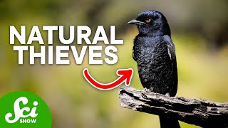 6 Animals That Have Evolved to Steal